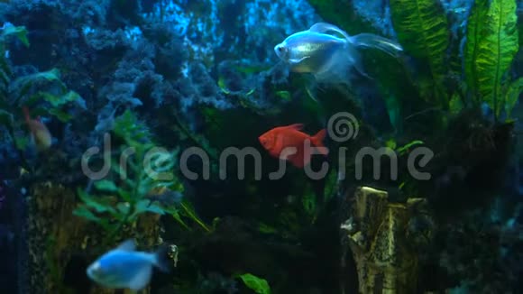 水下生活多种植物和氧气泡在水族馆里的五颜六色的鱼视频的预览图