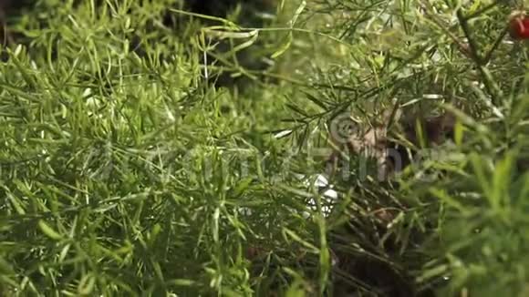 关闭芦笋蕨类植物牛尾蕨类植物新鲜的绿色细叶视频的预览图
