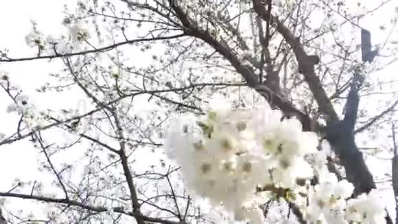 早春樱花晚雪从下面用雪花射向相机视频的预览图