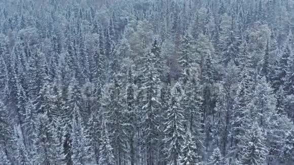 冬季西伯利亚混合林视频的预览图