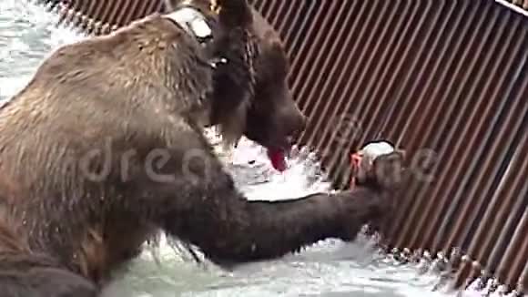 阿拉斯加灰熊在吃视频的预览图