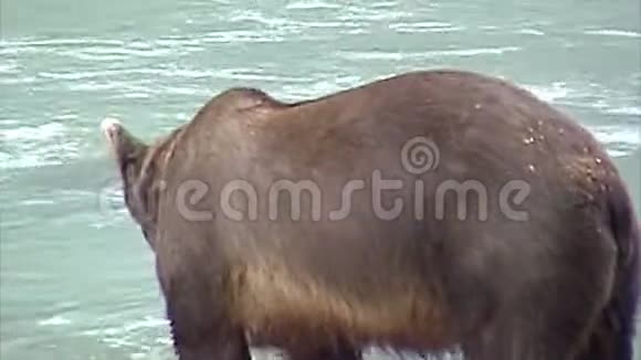阿拉斯加灰熊在吃视频的预览图