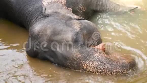 4k印度大象躺在河中享受被游客冲走的特写视频视频的预览图