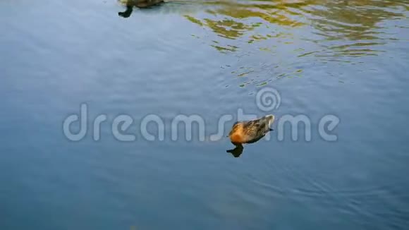 几只鸭子在池塘里游泳视频的预览图
