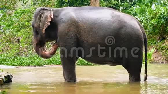 4k视频快乐的印度大象在丛林森林的河中嬉戏用树干泼水视频的预览图