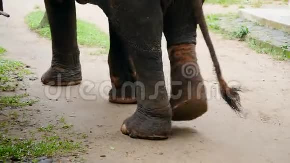 4k视频大象穿着金属链在后备公园行走后腿受伤及受损视频的预览图