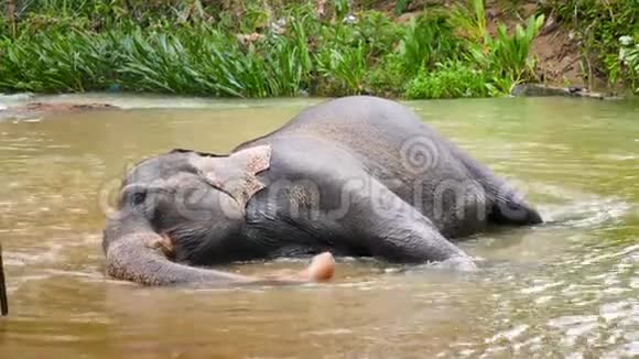4k印度大象在热带雨林里躺在河里洗澡的视频视频的预览图