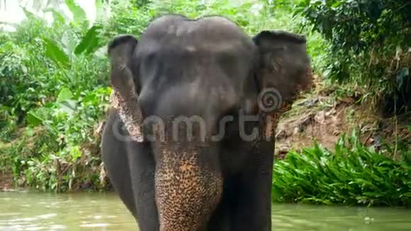 热带丛林森林里快乐的印度大象在河中等待洗涤的特写4k视频视频的预览图