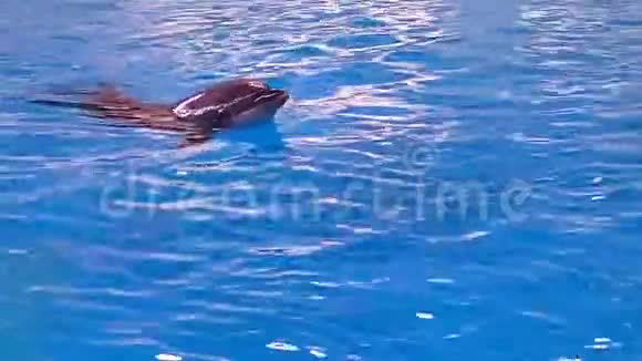 海豚在水里游泳视频的预览图