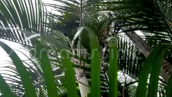 热带雨林高海拔树木拍摄的4k雨滴镜头视频视频的预览图