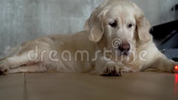 有趣的视频大白狗正在公寓的地板上玩激光指针视频的预览图