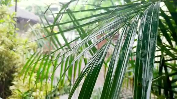 热带雨中雨滴落在棕榈树叶子上的特写4k视频视频的预览图