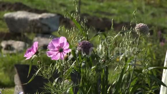 粉红色的雏菊和马利筋球视频的预览图