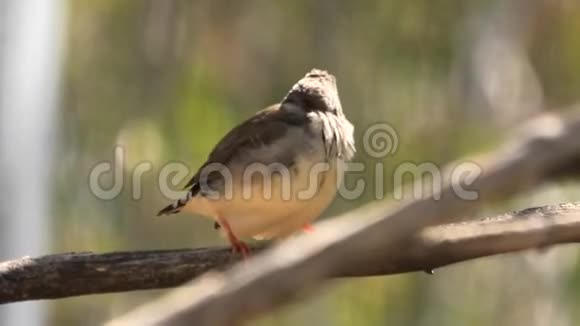 澳大利亚斑马雀红喙视频的预览图