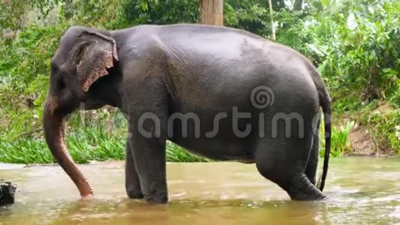 4k视频印度大象在丛林国家公园河中用树干泼水视频的预览图