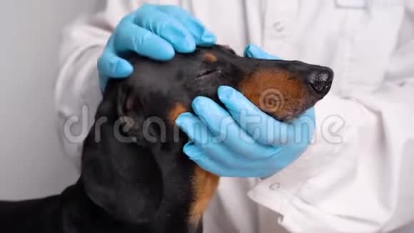动物医院的兽医对纯种狗进行了检查兽医在动物医院对眼睛狗进行了检查视频的预览图