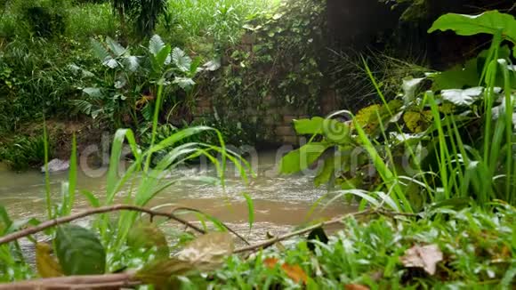 斯里兰卡丛林雨林中平静的溪流或河流的4k慢动作视频视频的预览图