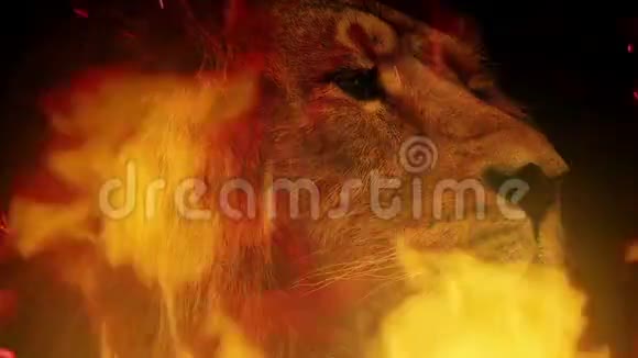 大狮子脸与火焰抽象视频的预览图