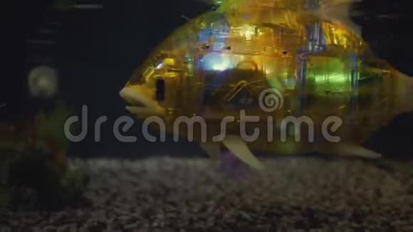 鱼机器人在水族馆里游泳视频的预览图