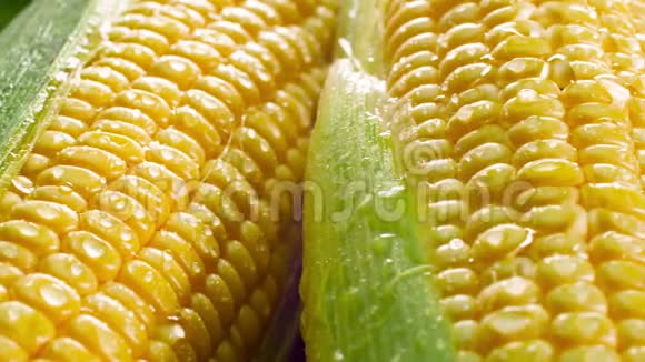 特写4k淘沙视频大堆鲜生甜玉米在湿叶健康营养和有机的概念视频的预览图