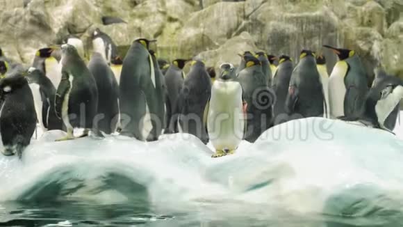 一群企鹅站在雪地里视频的预览图