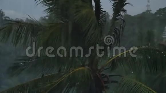 热带岛屿暴雨期间4k摄像机对准丛林中的棕榈树视频的预览图