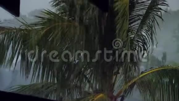 热带岛屿上风暴雨和闪电的4K视频潮湿的棕榈树在大风中弯曲视频的预览图