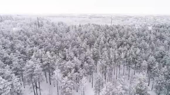 飞过一片覆盖着白雪的松林视频的预览图