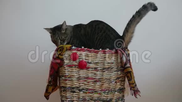 禁忌猫在篮子里揉捏视频的预览图
