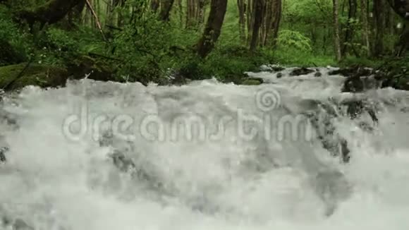 林中强大的山河视频的预览图