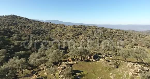 山上到处都是橄榄树视频的预览图