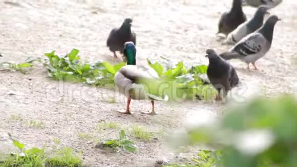 上岸视频的预览图