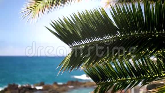 特写4k视频美丽的棕榈树叶子对悬崖海滩海浪和蓝天视频的预览图