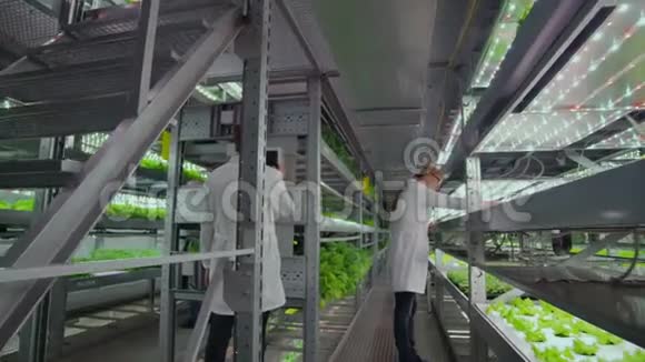 在一个现代化的蔬菜生产设施里两个穿着白大褂的农艺师视频的预览图