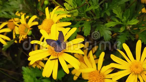 的短尾蓝蝴蝶在金色灌木雏菊07慢动作视频的预览图