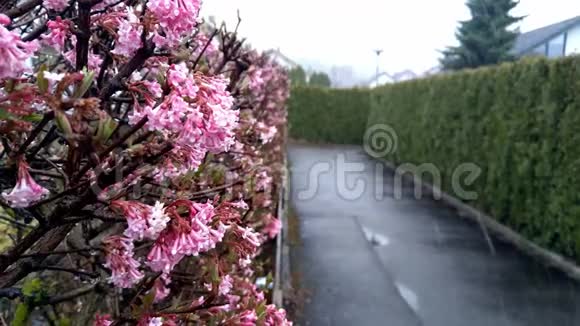 3月阴雨连绵风和日丽五颜六色的美丽花朵视频的预览图