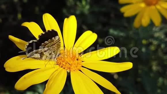 女郎短尾蓝蝴蝶在金色灌木雏菊慢动作视频的预览图