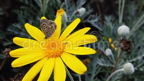 的短尾蓝蝴蝶在金色灌木雏菊20慢动作视频的预览图
