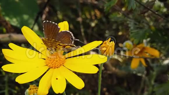 女郎短尾蓝蝴蝶在金色灌木雏菊慢动作视频的预览图
