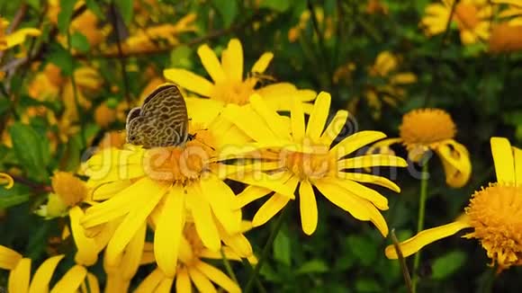 的短尾蓝蝴蝶在金色灌木雏菊慢动作视频的预览图
