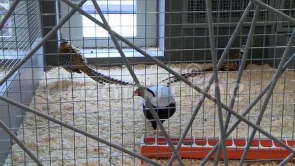 动物园的室内观赏孔雀视频的预览图