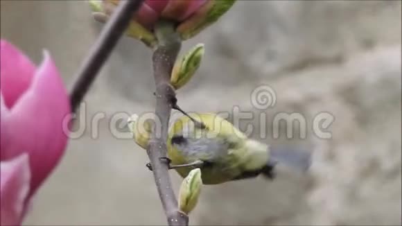 英国蓝雀鸟在春天的木兰树中嬉戏视频的预览图
