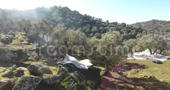 山上到处都是橄榄树视频的预览图