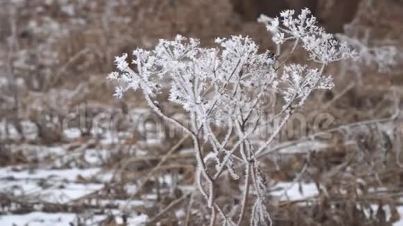 植物树枝上的海霜视频的预览图