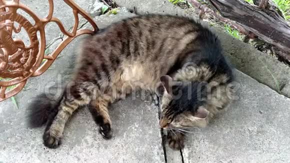 猫在混凝土上躺着视频的预览图