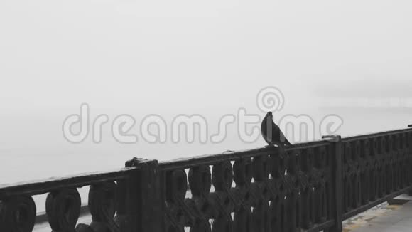 鸽子坐在栏杆上视频的预览图