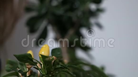 特写镜头模糊的室内植物在一个锅女人的手轻轻地擦拭着一棵榕树的绿叶视频的预览图