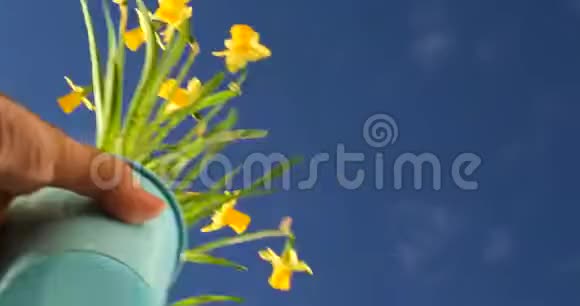 雄手布置美丽的黄水仙花卉植物视频的预览图