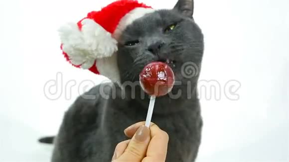 猫圣诞老人舔棒棒糖搞笑灰猫圣诞老人视频的预览图