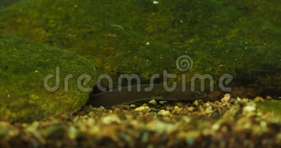欧洲鳗鱼安圭拉鳗鱼是一种鳗鱼一种蛇状的具有环状的鱼类它们的长度可以达到15米少年视频的预览图